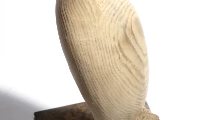 Quando for grande quero ser um passaro - content 38